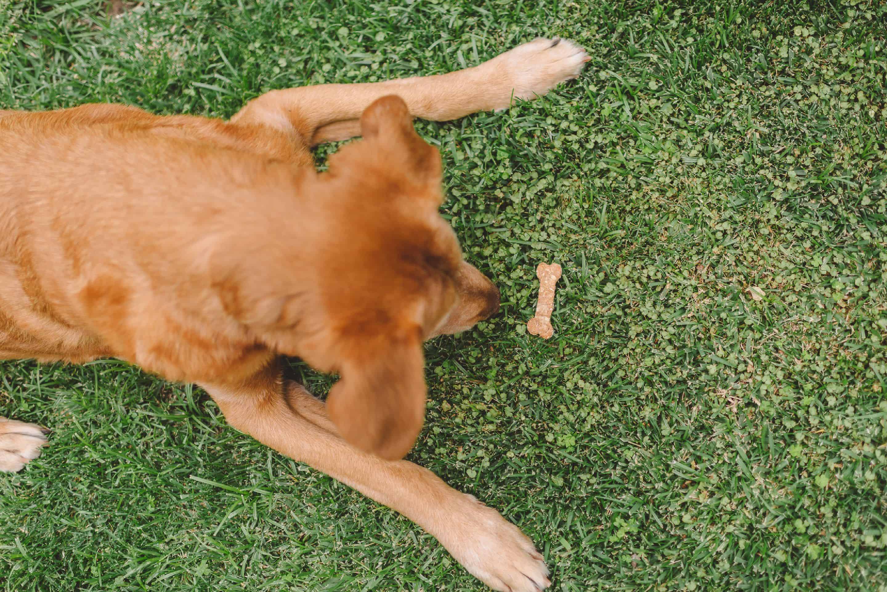 Good Dog by Tiffani Thiessen • Photos by Rebecca Sanabria