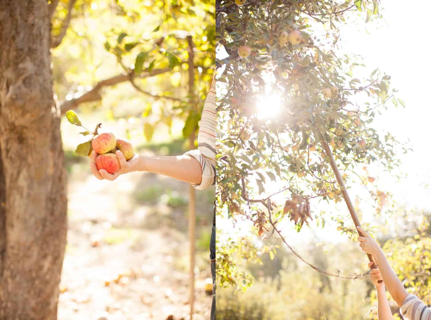 Apple of my Eye with Tiffani Thiessen • Photo by Morgan Pansing